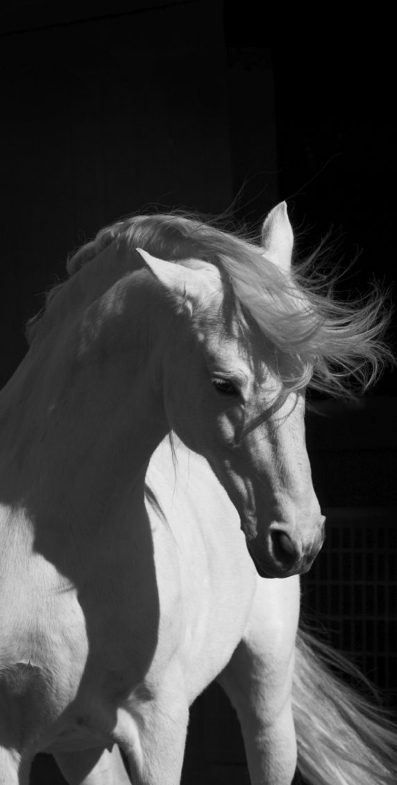 Angst beim Reiten